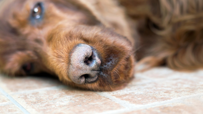 Vergoedt de verzekering euthanasie bij dieren